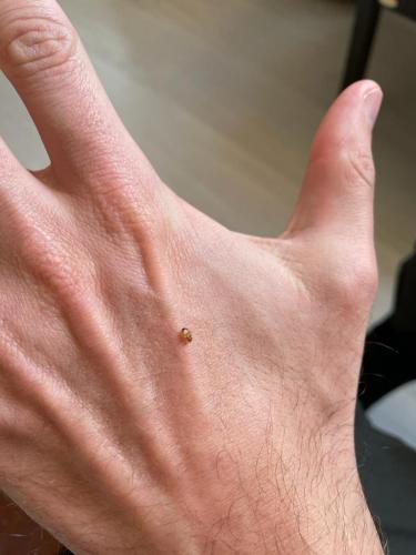 Réf. 293 186 : Cimex sp.