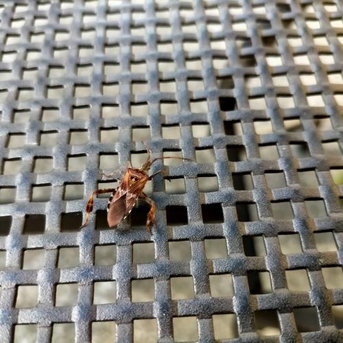 Leptoglossus occidentalis