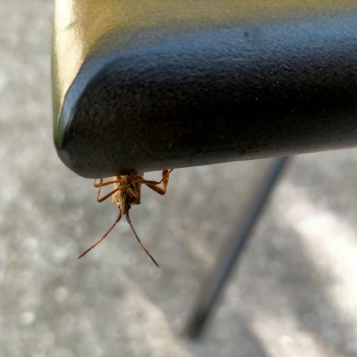 Leptoglossus occidentalis