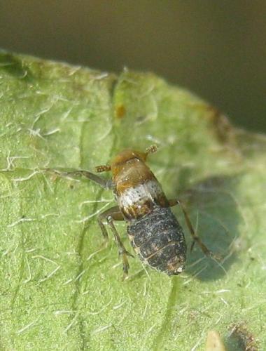 Réf. 293 194 : Conomelus sp.