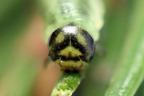 Réf. 293 082 : Pristiphora decipiens