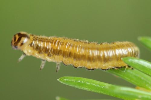 Pristiphora decipiens