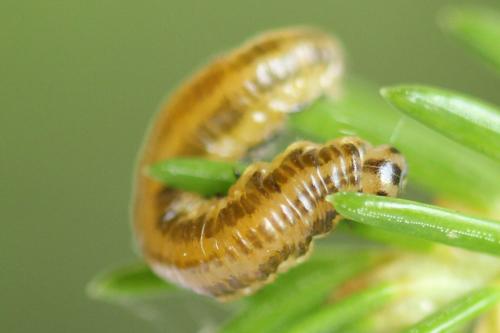 Réf. 293 048 : Pristiphora decipiens