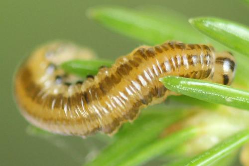 Réf. 293 049 : Pristiphora decipiens