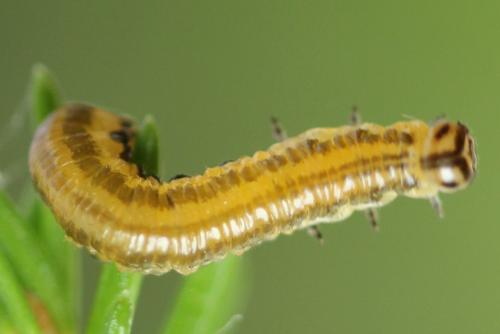 Réf. 293 050 : Pristiphora decipiens