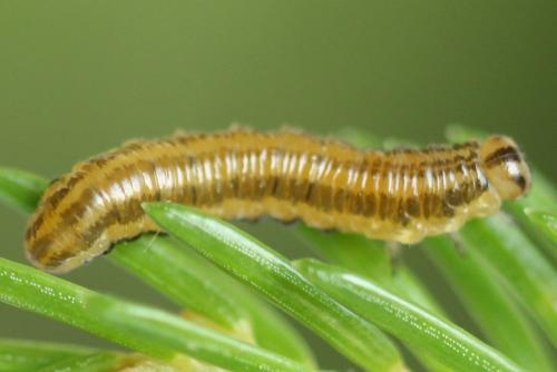 Réf. 293 051 : Pristiphora decipiens