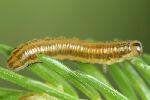 Réf. 293 052 : Pristiphora decipiens