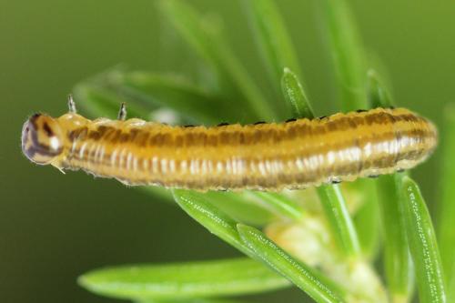 Pristiphora decipiens