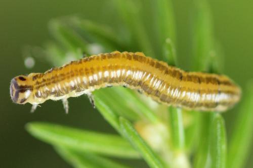 Pristiphora decipiens