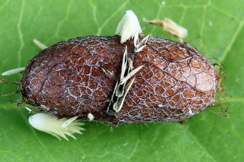 Pristiphora decipiens