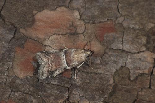 Alophia combustella