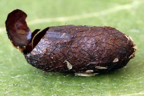 Réf. 293 086 : Pristiphora decipiens