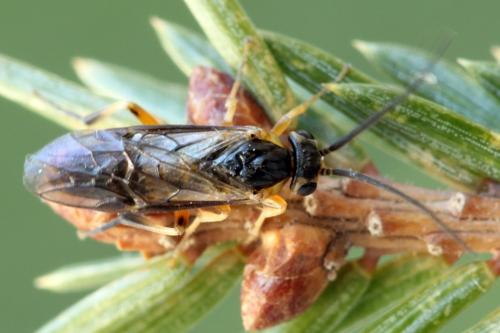 Réf. 293 088 : Pristiphora decipiens
