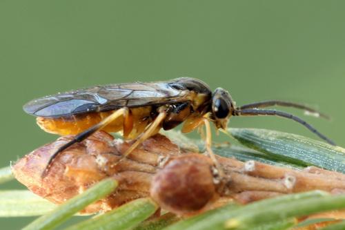 Réf. 293 087 : Pristiphora decipiens