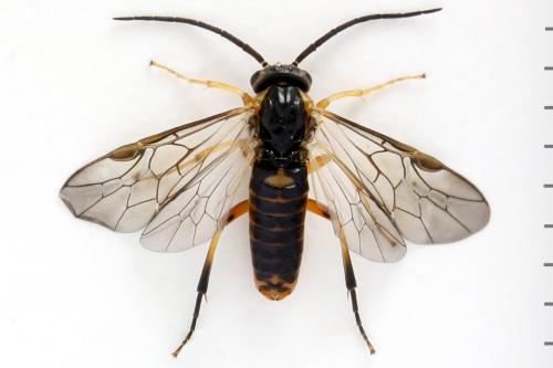 Réf. 293 089 : Pristiphora decipiens