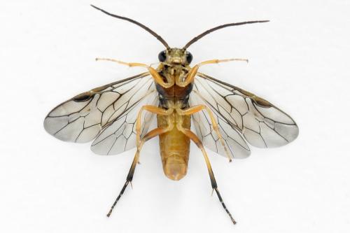 Réf. 293 090 : Pristiphora decipiens
