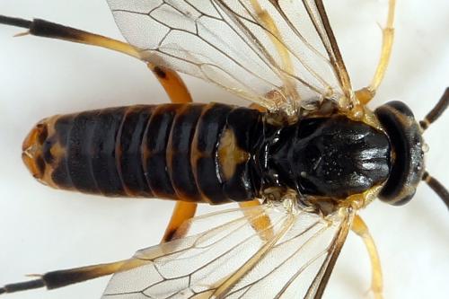 Réf. 293 091 : Pristiphora decipiens