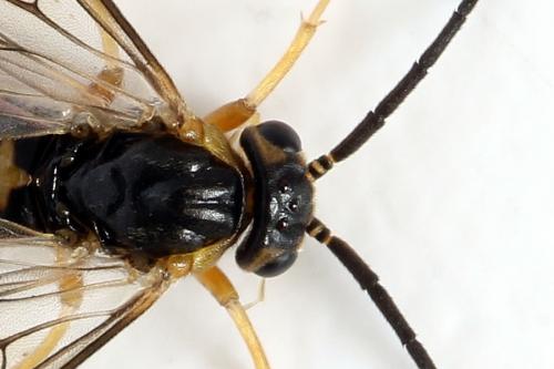 Réf. 293 093 : Pristiphora decipiens