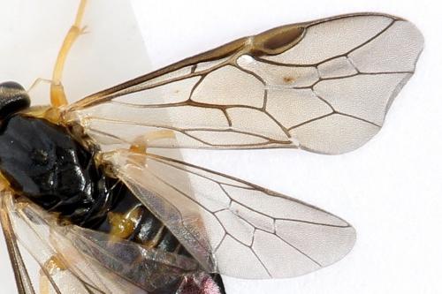 Réf. 293 095 : Pristiphora decipiens