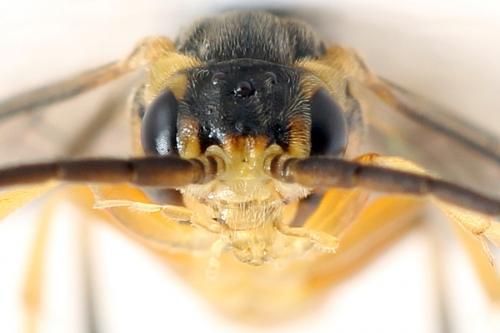 Réf. 293 097 : Pristiphora decipiens