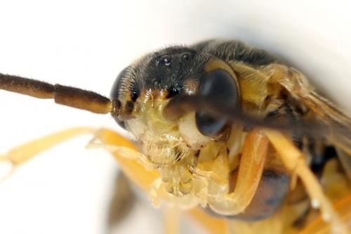 Réf. 293 098 : Pristiphora decipiens