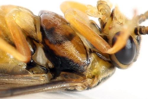 Réf. 293 100 : Pristiphora decipiens