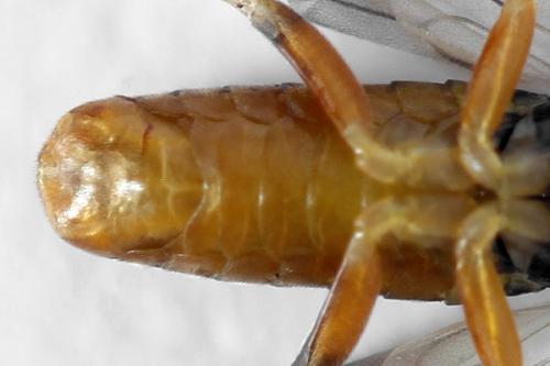 Réf. 293 102 : Pristiphora decipiens