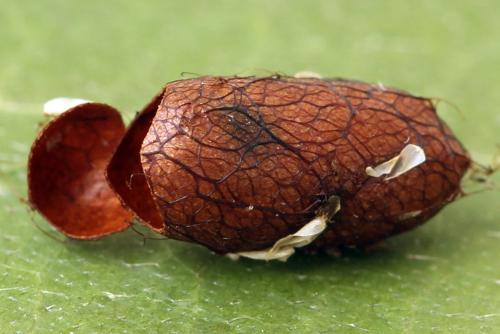 Réf. 293 058 : Pristiphora decipiens