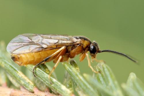 Réf. 293 059 : Pristiphora decipiens