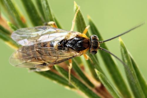 Réf. 293 060 : Pristiphora decipiens