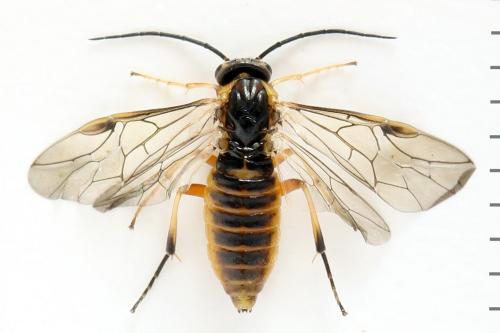 Réf. 293 061 : Pristiphora decipiens