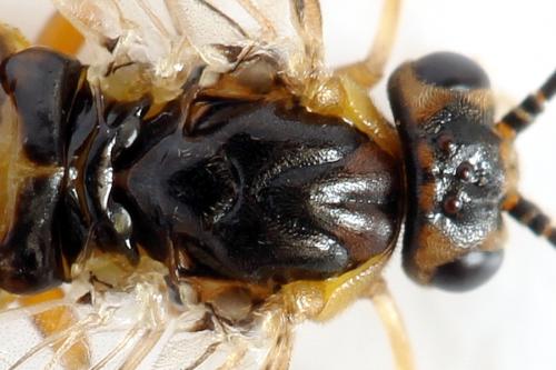Réf. 293 064 : Pristiphora decipiens