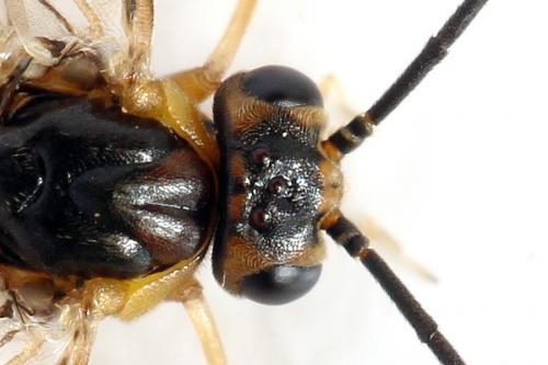 Réf. 293 065 : Pristiphora decipiens