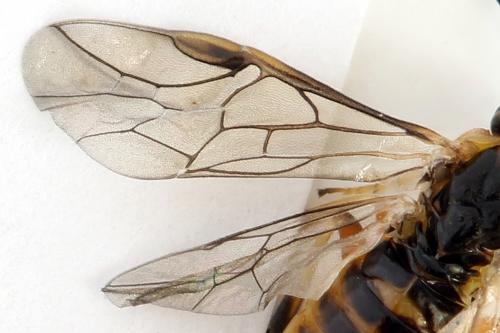 Réf. 293 066 : Pristiphora decipiens