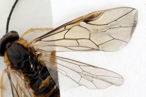 Réf. 293 067 : Pristiphora decipiens