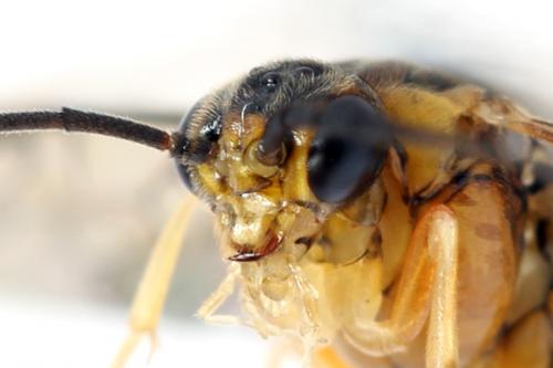 Réf. 293 070 : Pristiphora decipiens