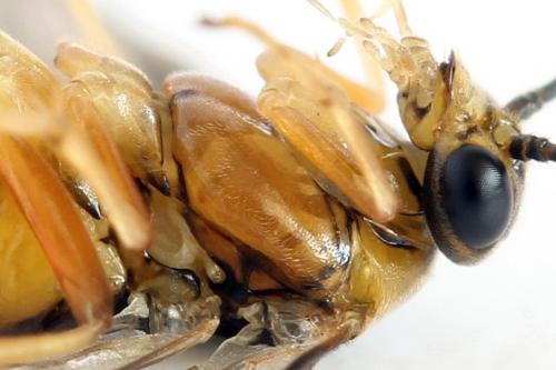 Réf. 293 072 : Pristiphora decipiens