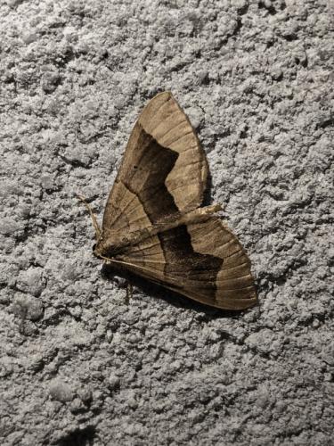 Scotopteryx angularia