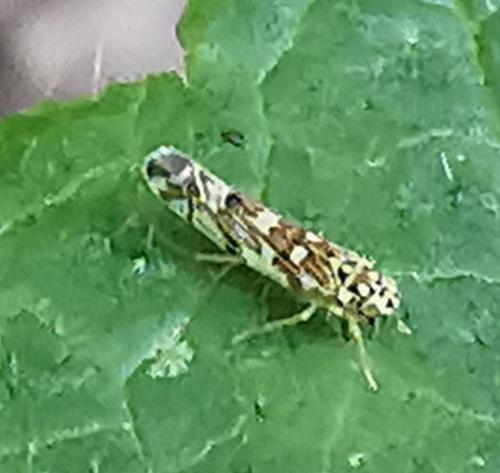 Eupteryx urticae