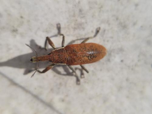 Lixus sp.