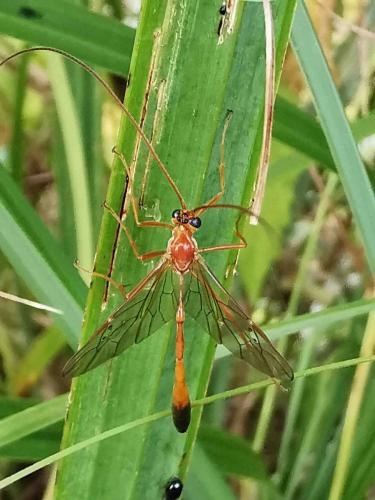 Réf. 293 252 : Enicospilus ramidulus