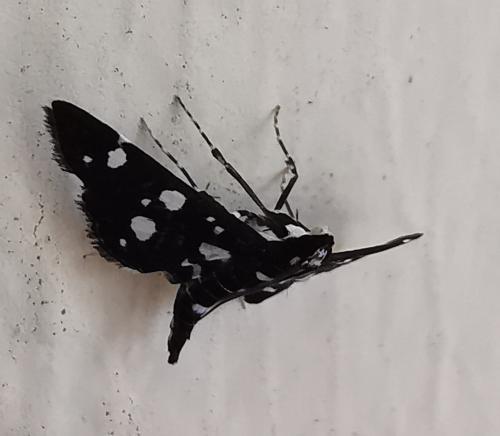Bocchoris inspersalis