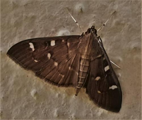 Syllepte ovialis
