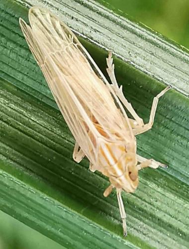 Réf. 293 345 : Stenocranus sp.
