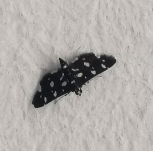 Bocchoris inspersalis