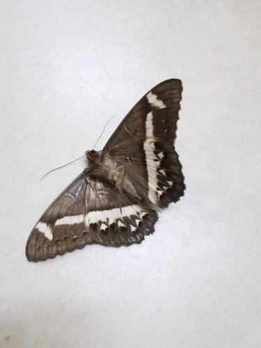 Réf. 293 644 : Cyligramma magus