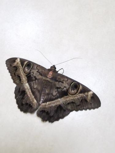 Réf. 293 643 : Cyligramma magus
