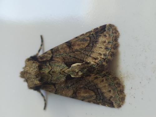 Réf. 293 727 : Allophyes oxyacanthae