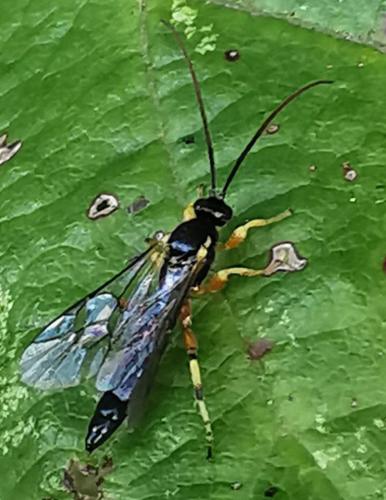 Réf. 293 860 : Exochus sp.