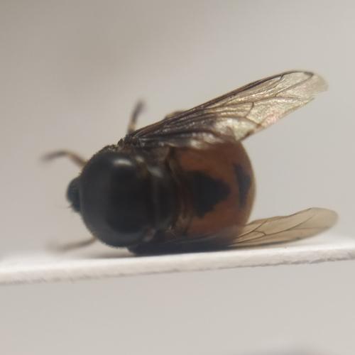 Acrocera sanguinea